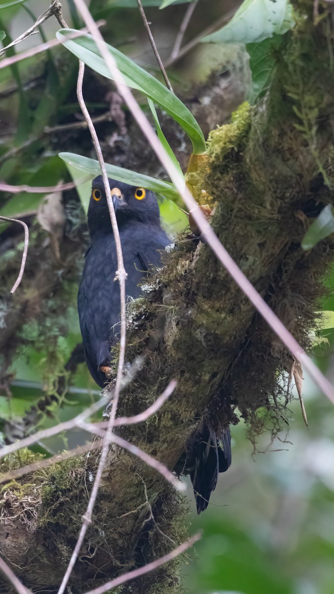 White-rumped Hawk - ML616568251