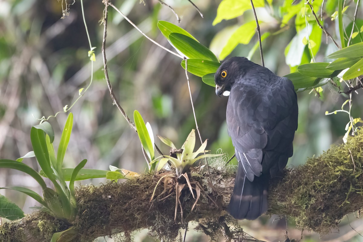 White-rumped Hawk - ML616568252