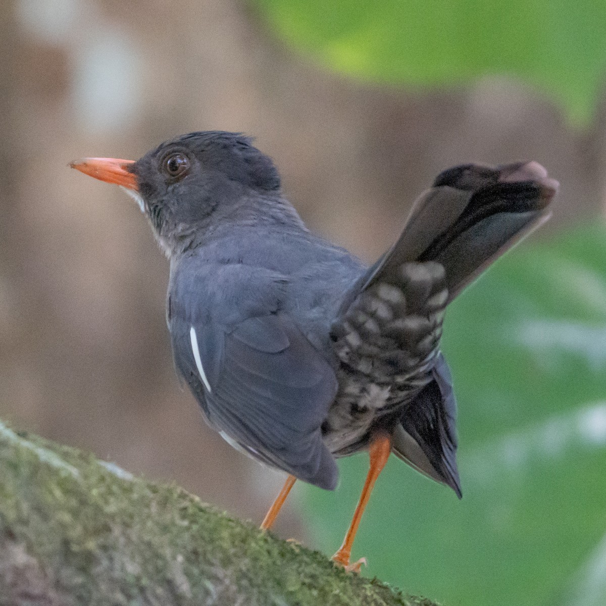 White-chinned Thrush - ML616568264