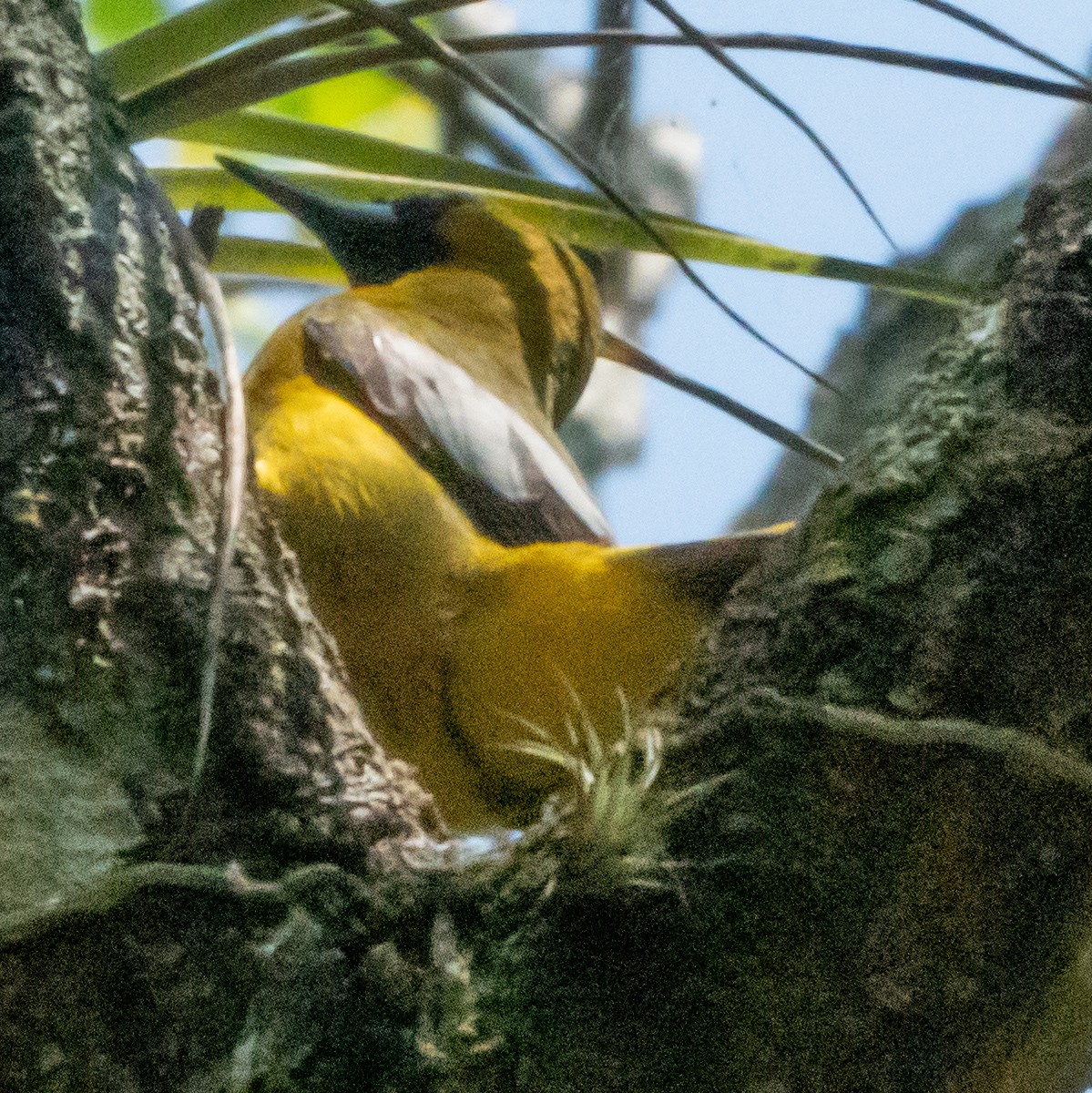 Jamaican Oriole - ML616568275