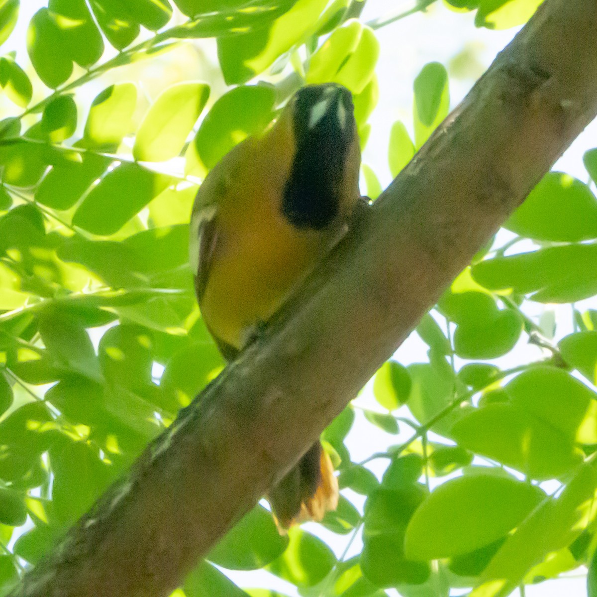 Jamaican Oriole - ML616568276