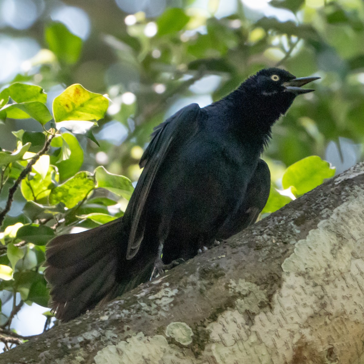 Greater Antillean Grackle - ML616568289