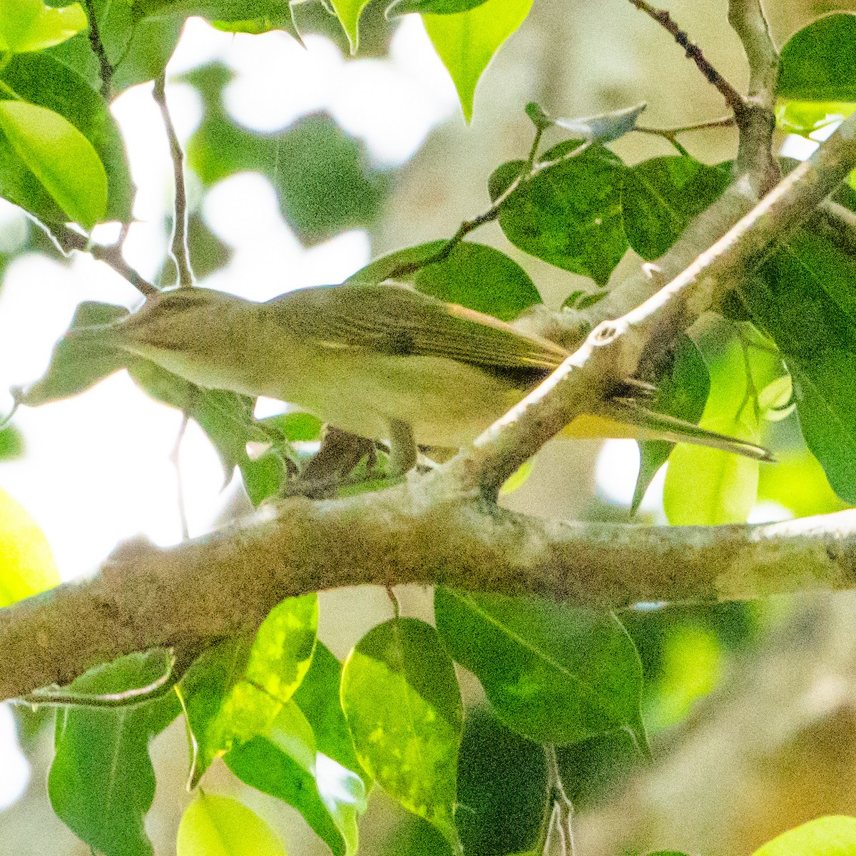 Black-whiskered Vireo - ML616568313