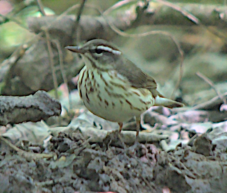 Louisiana Waterthrush - Steve and Sue Whitmer