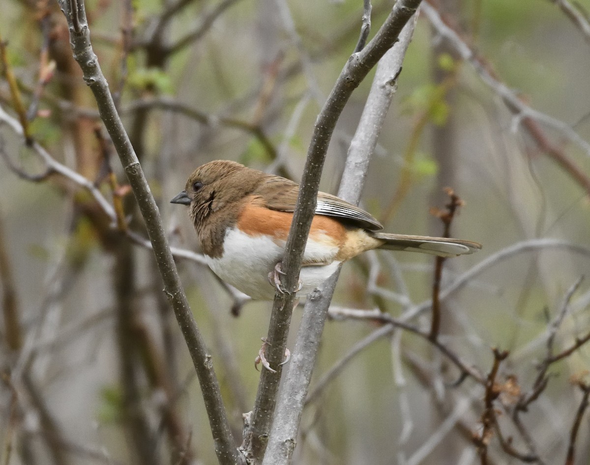 Eastern Towhee - ML616568351