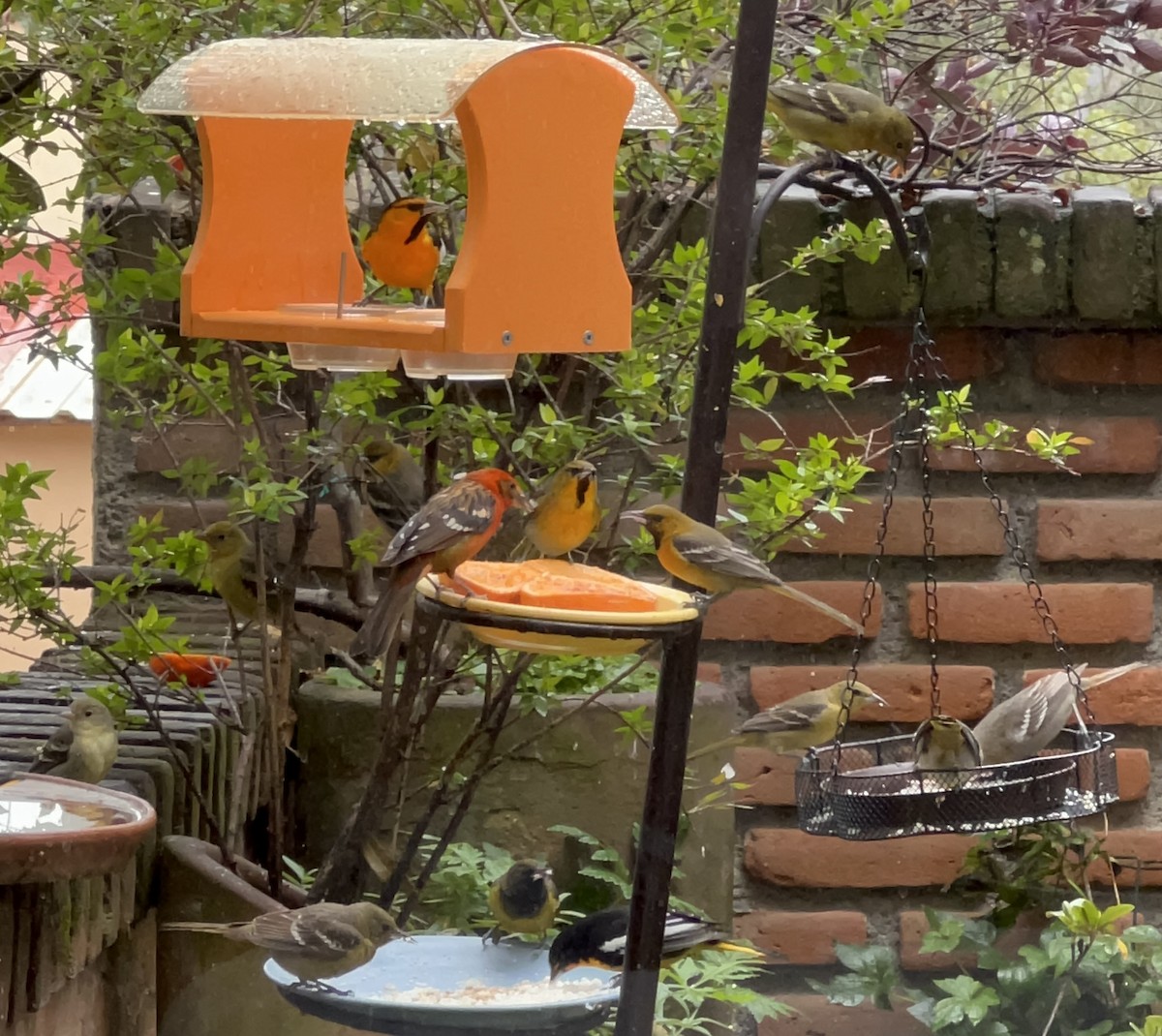 Bullock's Oriole - Lourdes Molinar