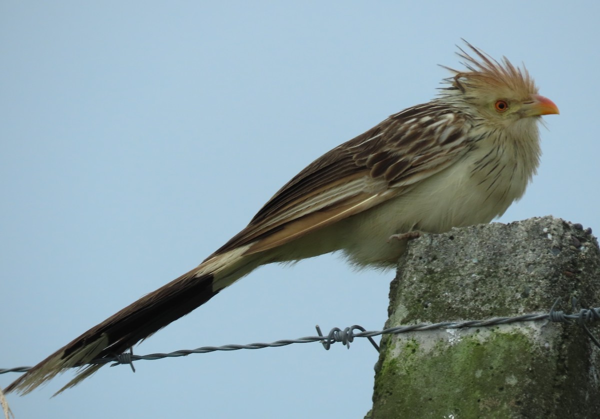 Guira Cuckoo - ML616568390