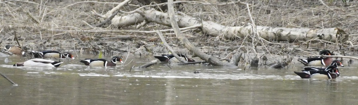 Wood Duck - ML616568399