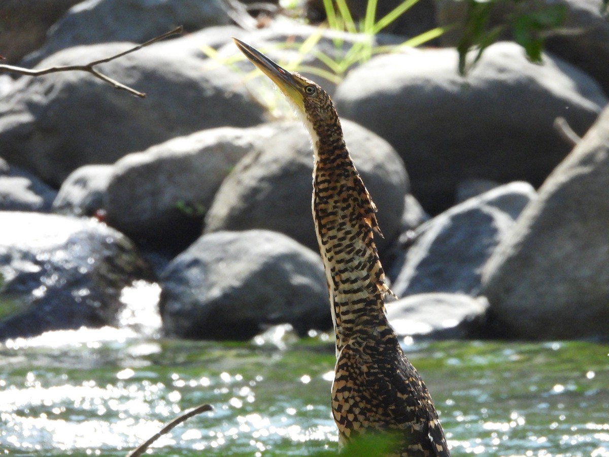 Fasciated Tiger-Heron - Lenin Torres Valverde