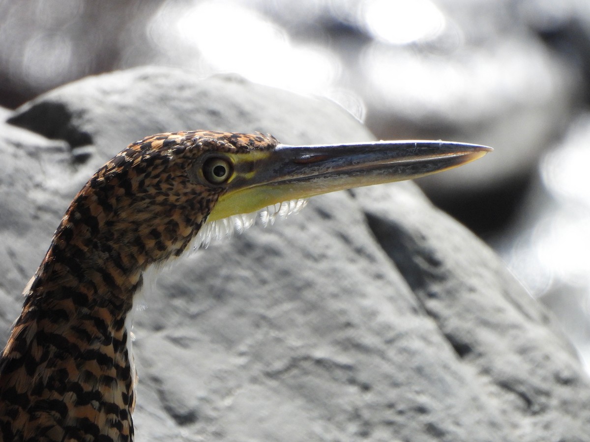 Fasciated Tiger-Heron - Lenin Torres Valverde