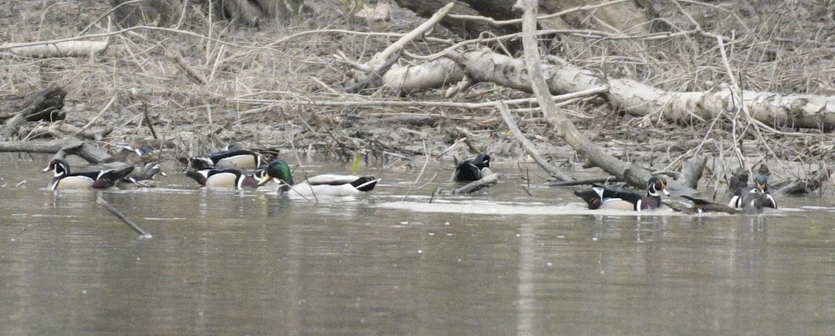 Wood Duck - ML616568406