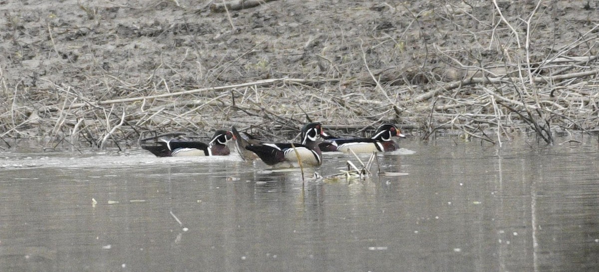 Wood Duck - ML616568407