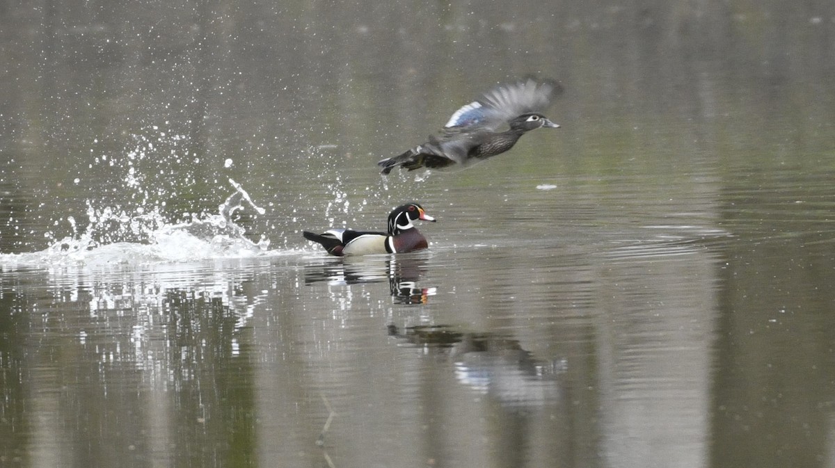 Canard branchu - ML616568409