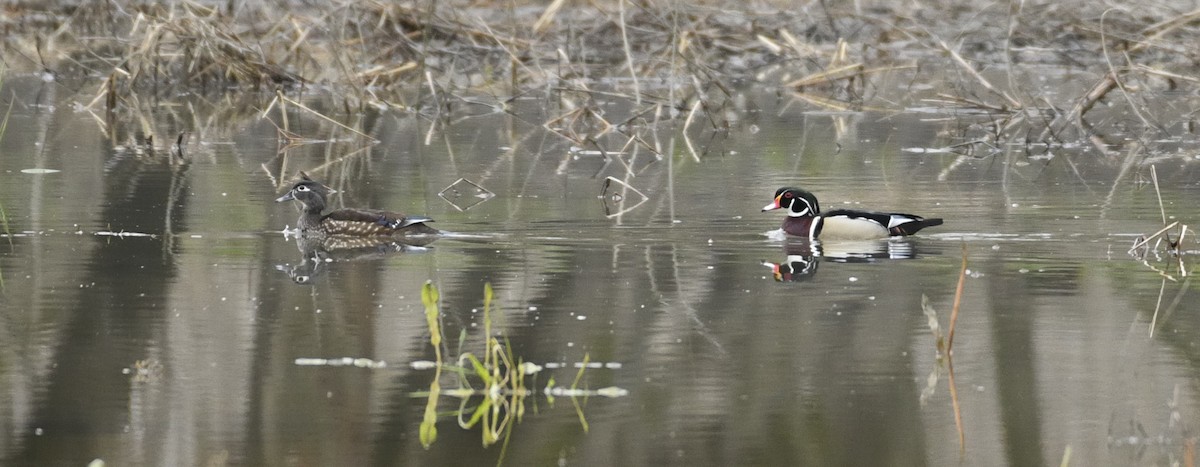 Wood Duck - ML616568412