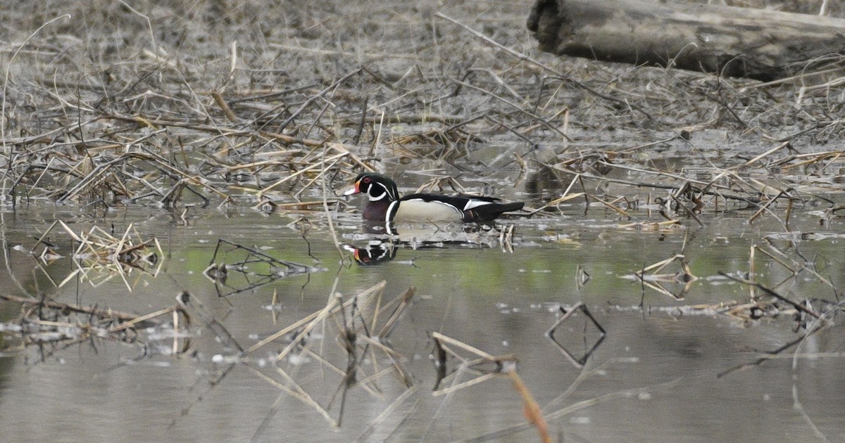 Wood Duck - ML616568418