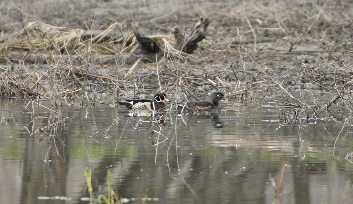 Wood Duck - ML616568420