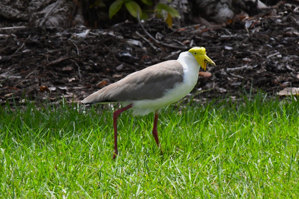 Masked Lapwing - ML616568428