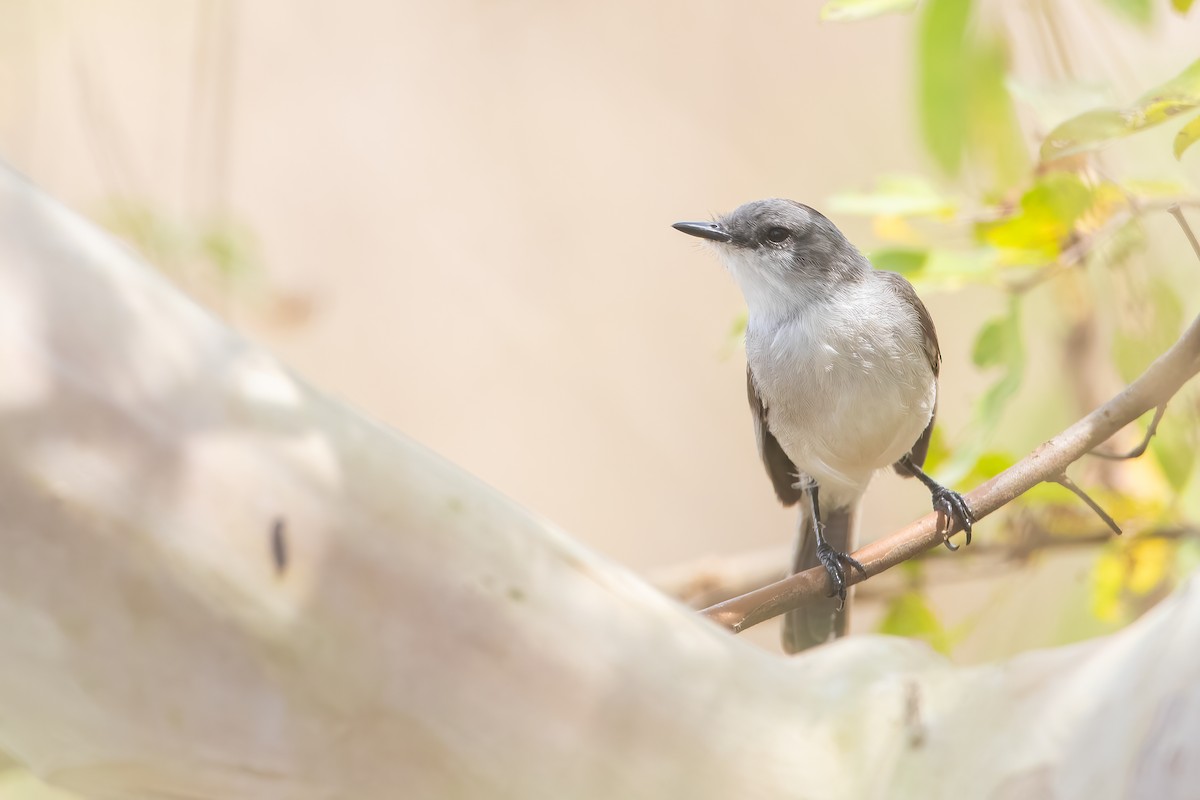 River Tyrannulet - ML616568432