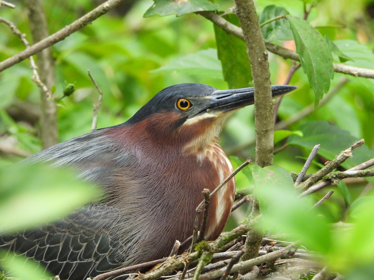 Green Heron - Lenin Torres Valverde