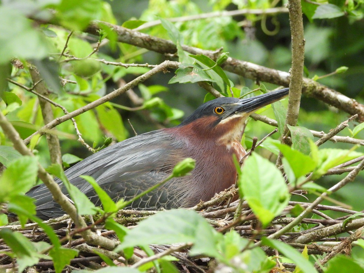 Green Heron - Lenin Torres Valverde