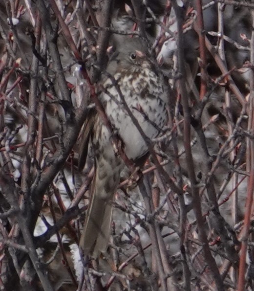 Fox Sparrow - ML616568461