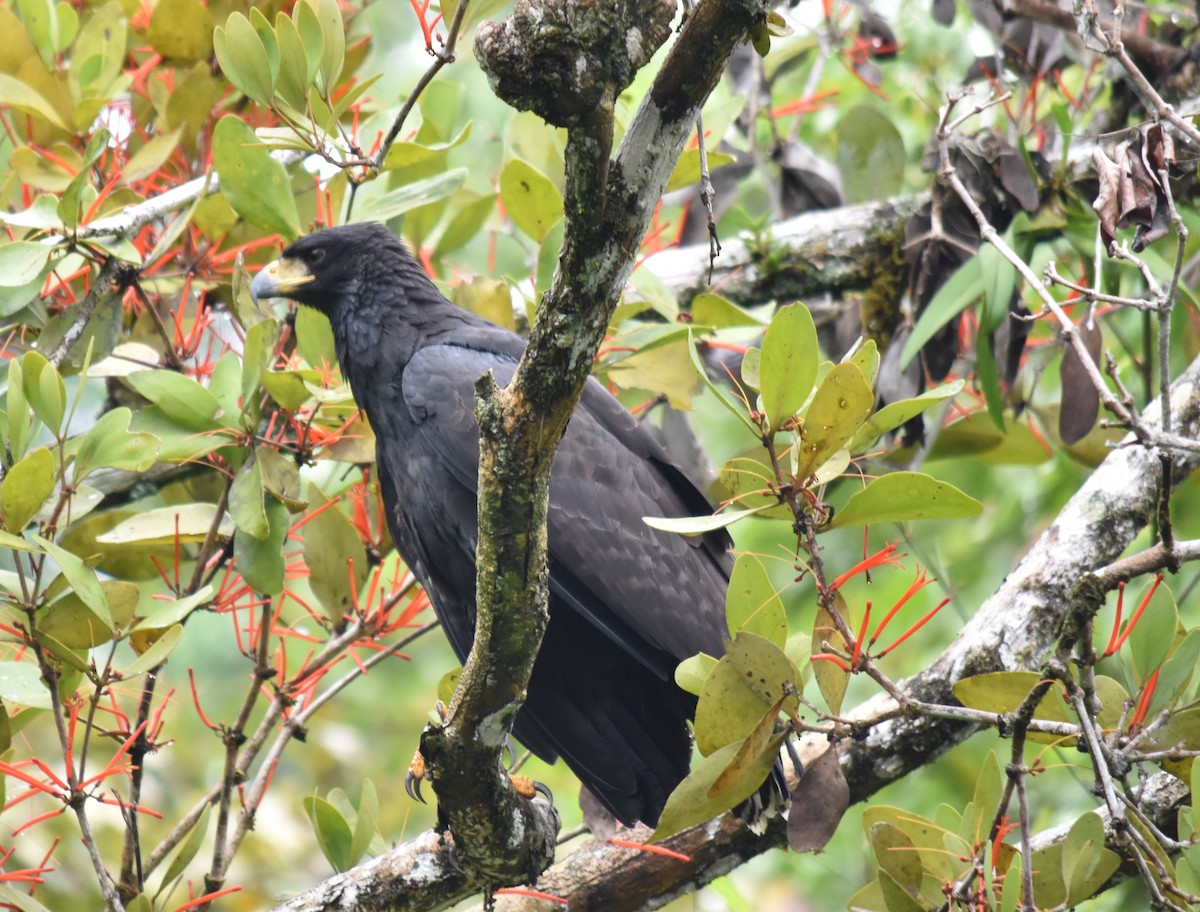 Great Black Hawk - ML616568466