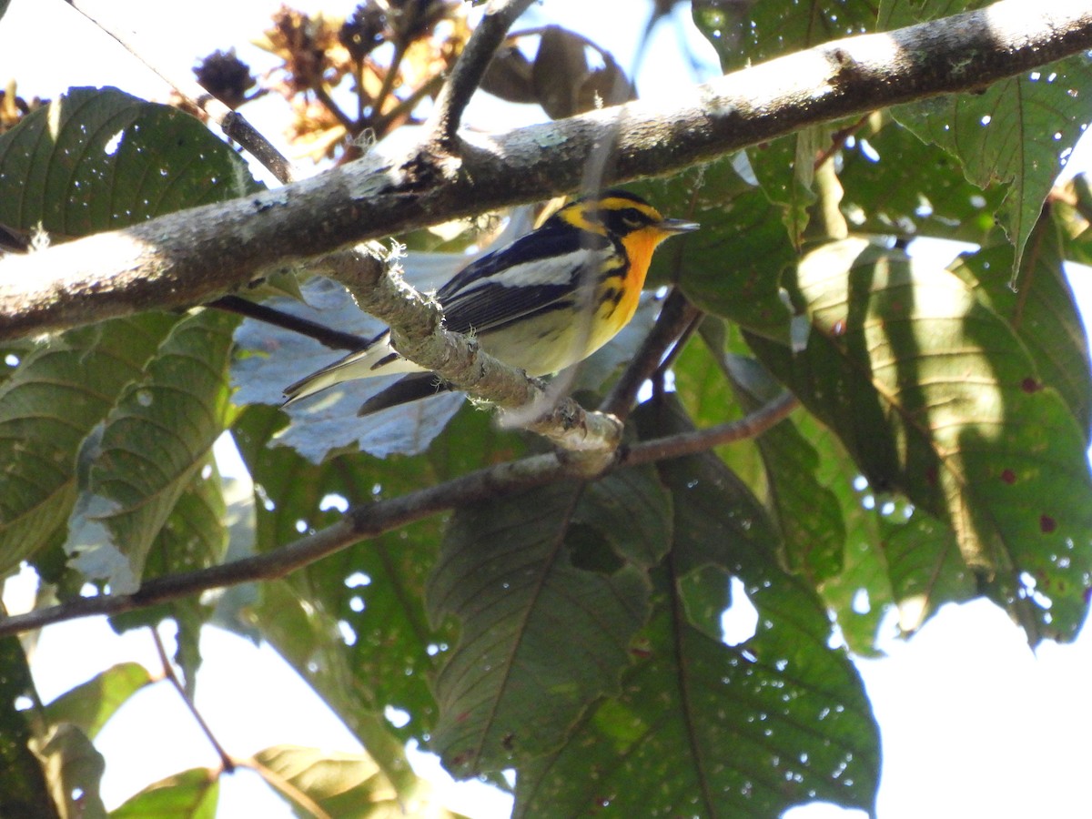 Blackburnian Warbler - ML616568489