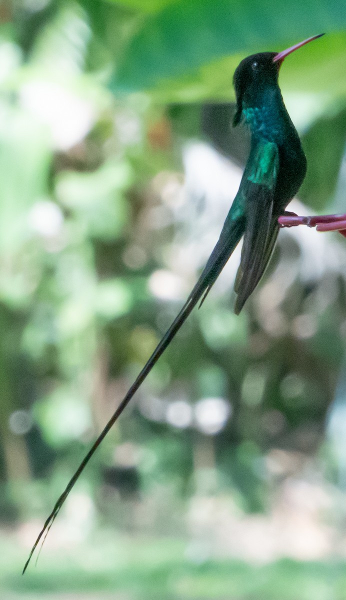 Red-billed Streamertail - ML616568498