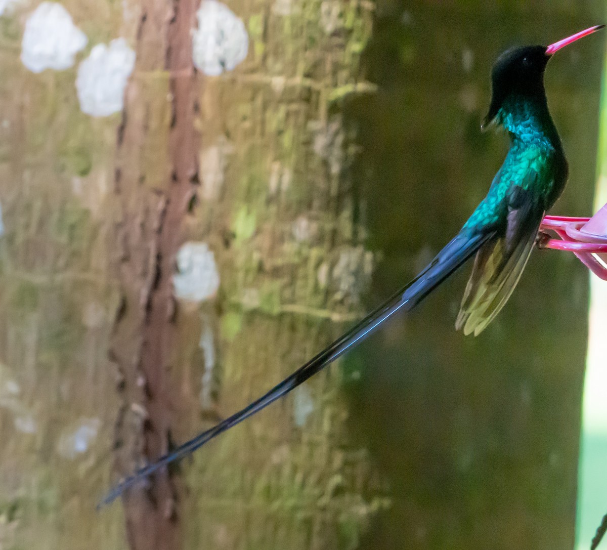 Red-billed Streamertail - ML616568499