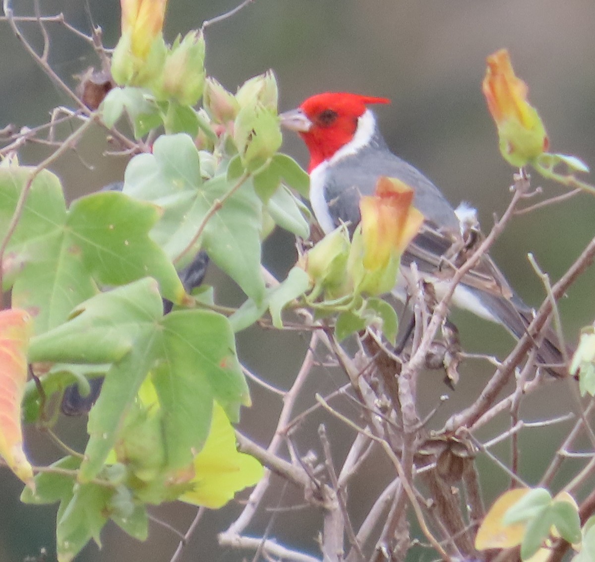 Red-crested Cardinal - The Spotting Twohees