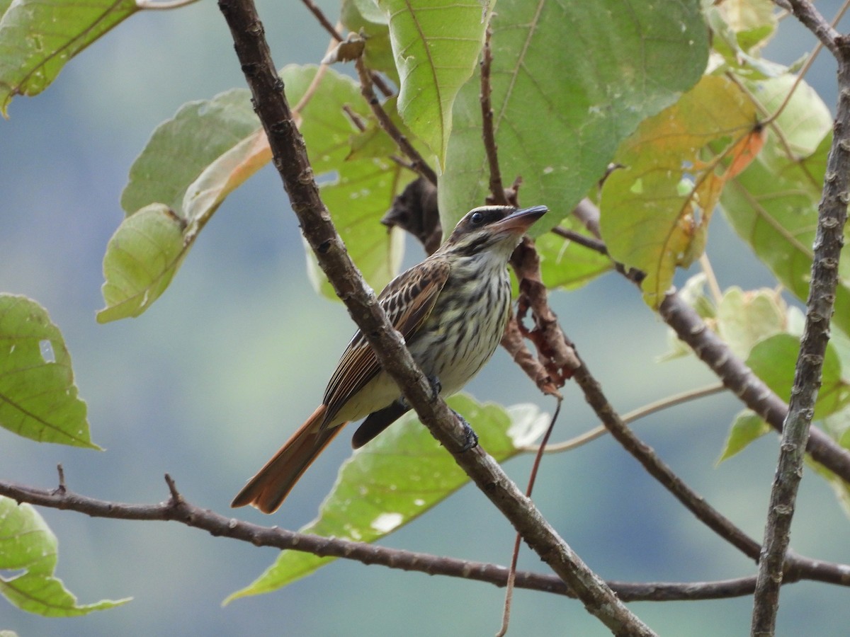 Streaked Flycatcher - Lenin Torres Valverde