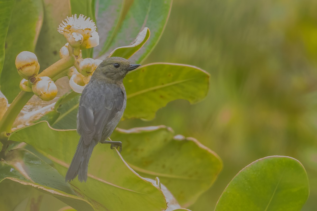 Venezuelan Flowerpiercer - ML616568513