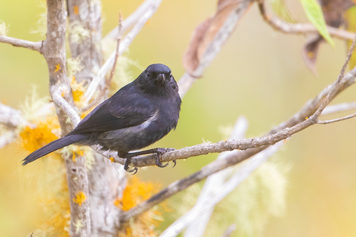 Venezuelan Flowerpiercer - ML616568514