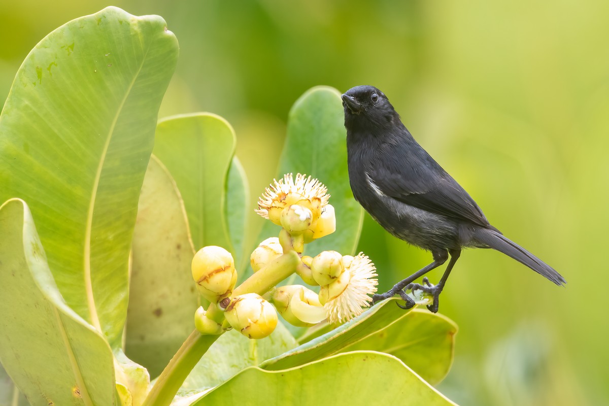 Venezuelan Flowerpiercer - Jhonathan Miranda - Wandering Venezuela Birding Expeditions