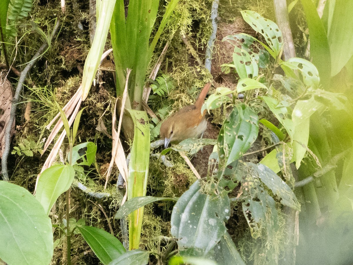 Russet Antshrike - ML616568520