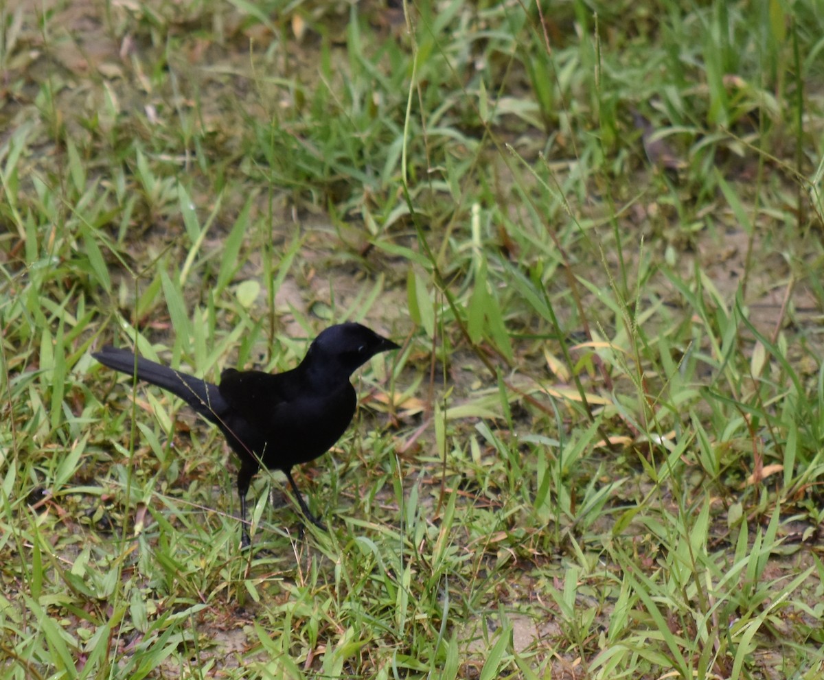 Shiny Cowbird - ML616568521