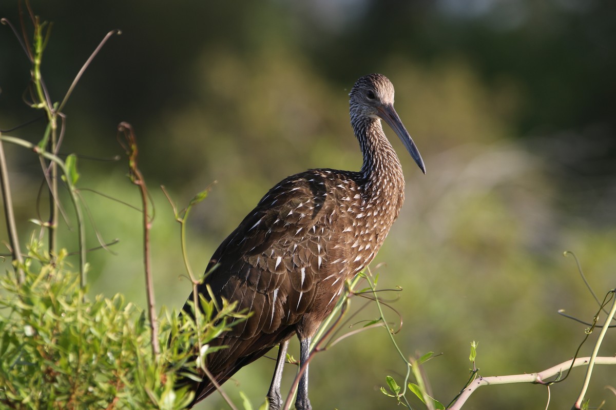 Limpkin - Will Harrod