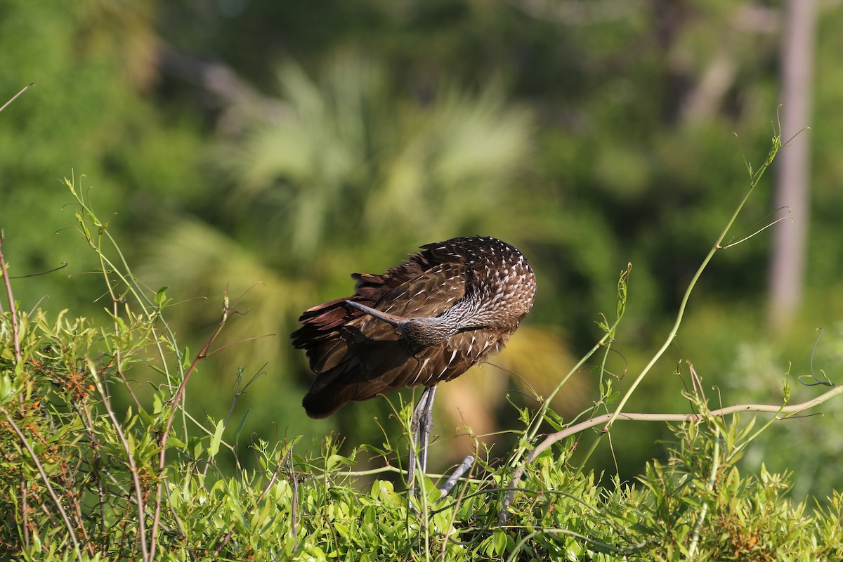 Limpkin - Will Harrod