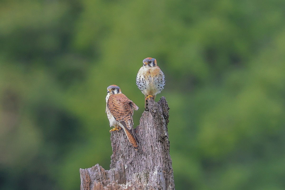 American Kestrel - ML616568602