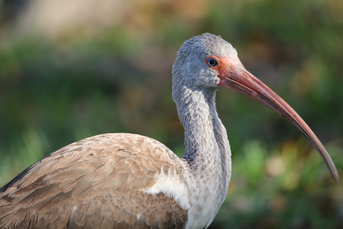 White Ibis - Will Harrod