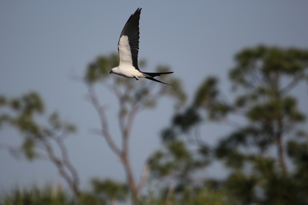 Swallow-tailed Kite - Will Harrod