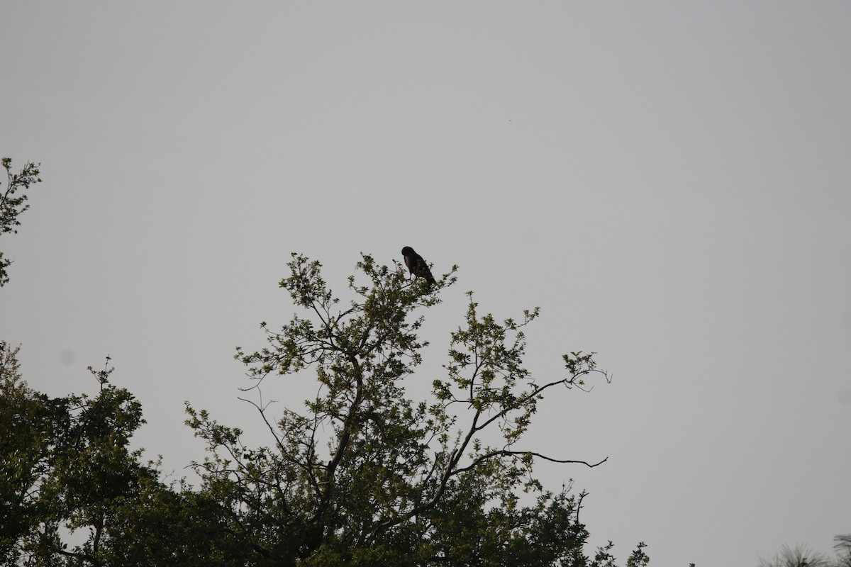 Snail Kite - Will Harrod