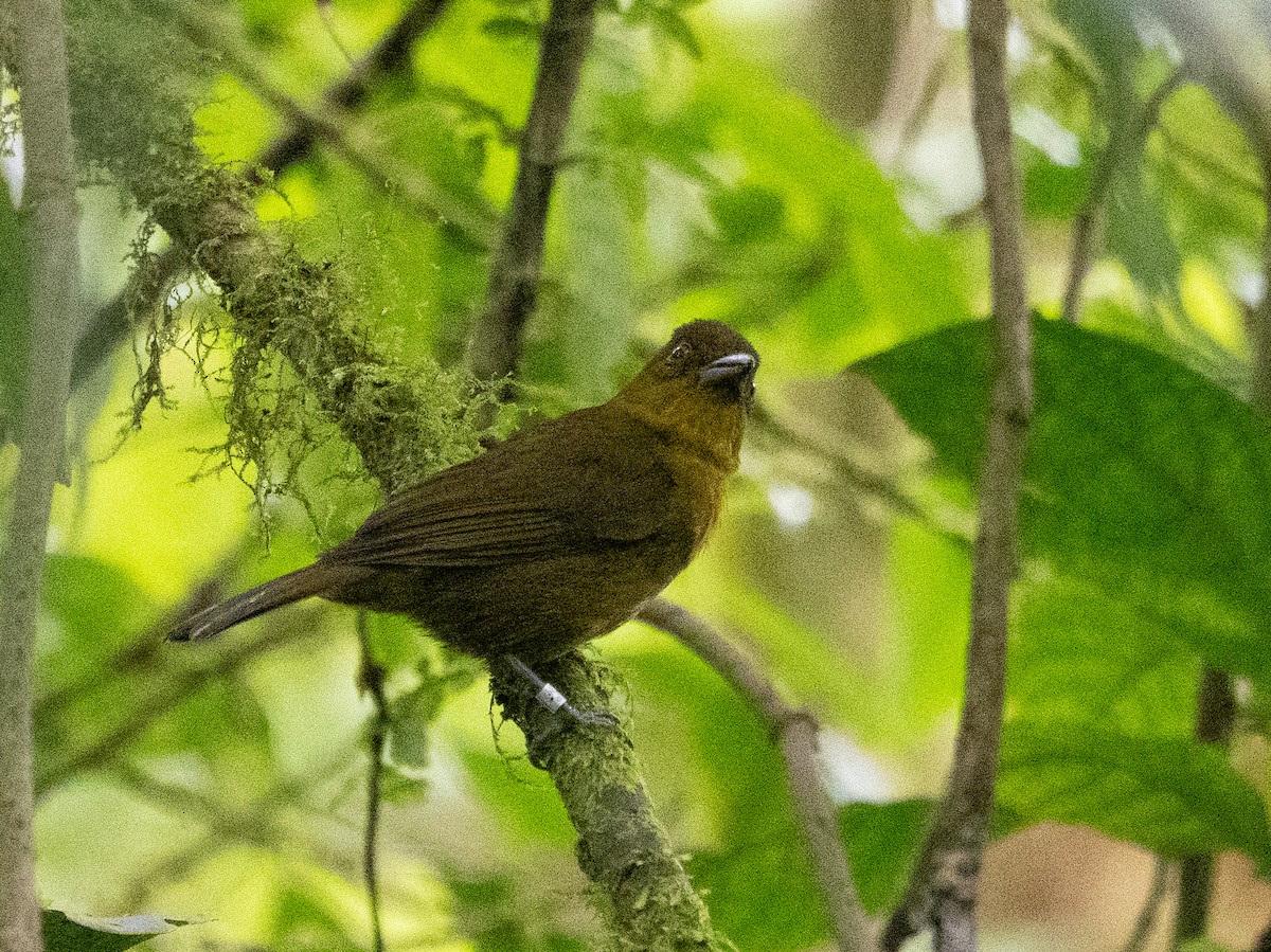 Carmiol's Tanager - Scott Stafford