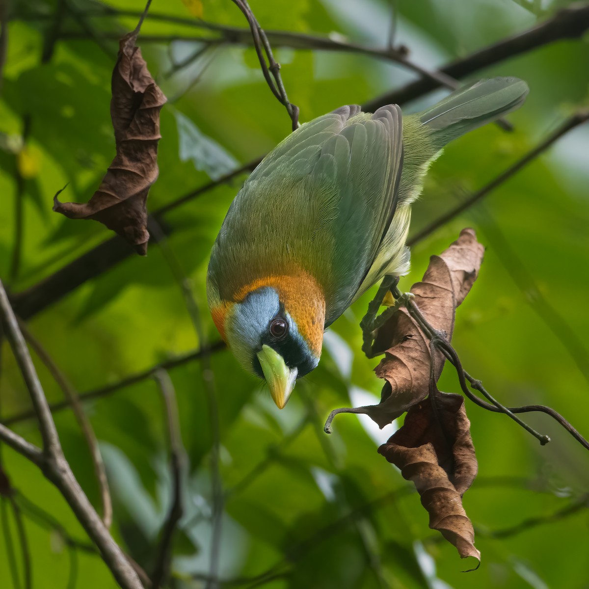 Red-headed Barbet - ML616568666