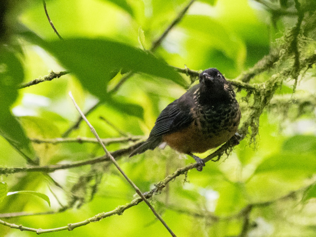 Spangle-cheeked Tanager - ML616568669