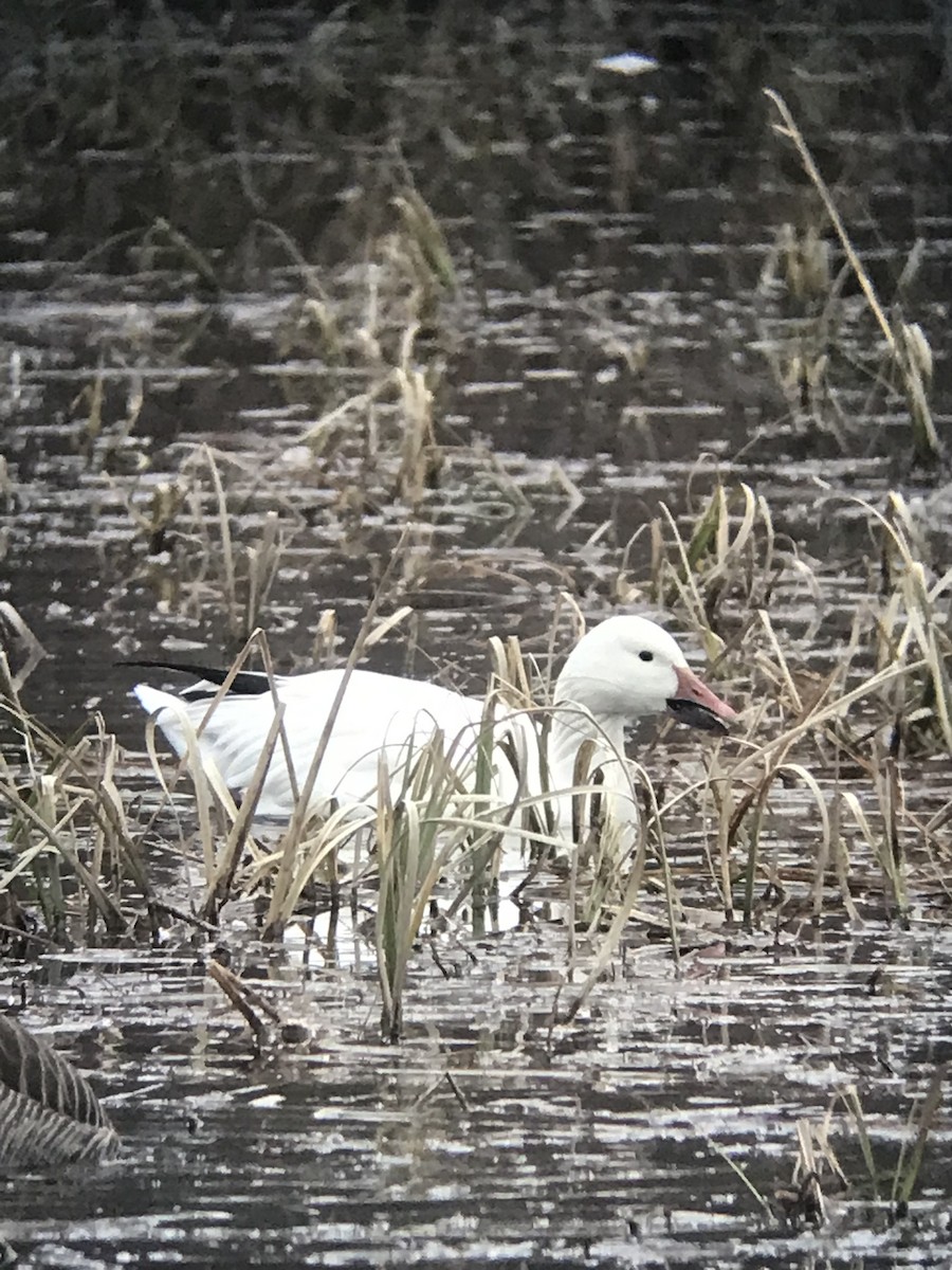 Snow Goose - ML616568689