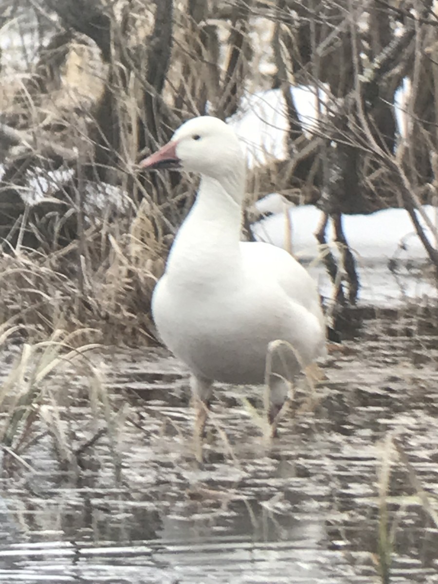 Oie des neiges - ML616568700