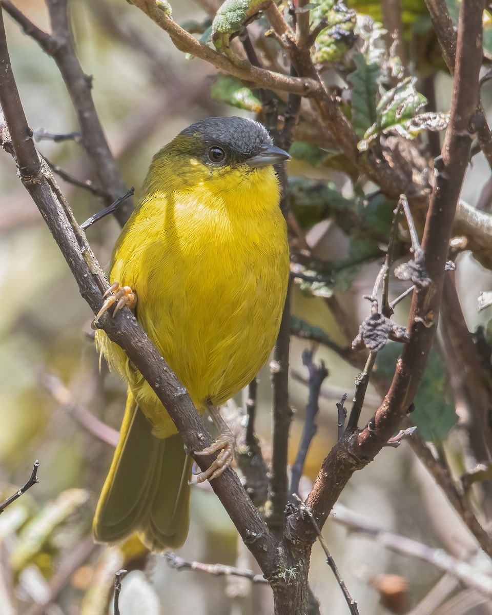 Gray-capped Hemispingus - Jhonathan Miranda - Wandering Venezuela Birding Expeditions