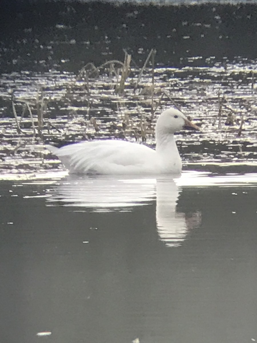 Snow Goose - ML616568707