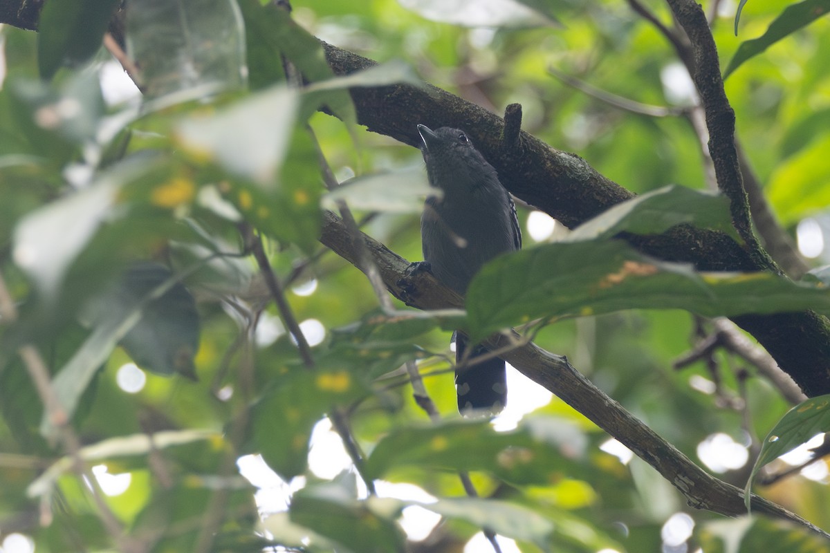 Northern Slaty-Antshrike - ML616568714